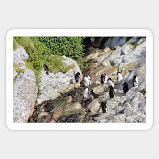 Snares Crested Penguins Sticker